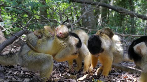 mono ardilla en la jungla jugando a arreglarse y comer_madre y bebé