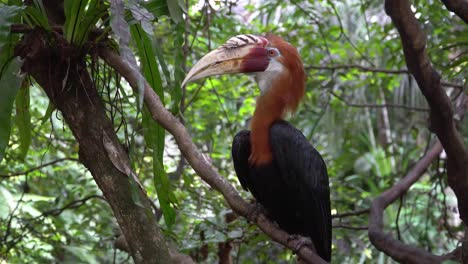 Tropical-bird-Papuan-hornbill-perched-on-branch-stretches-neck-as-it-looks-and-listens