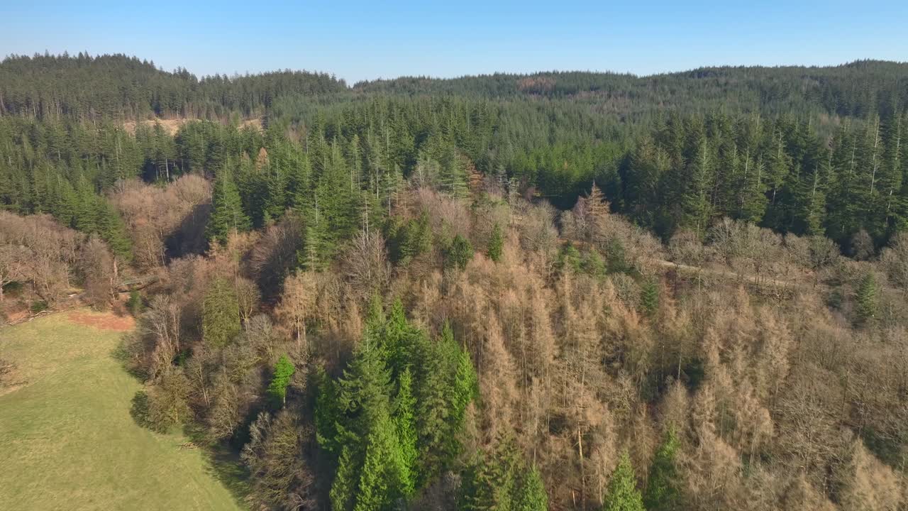 Flying over sunlit field towards green pine tree forest. Grizedale Forest, Cumbria, UK.