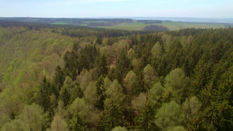 vista aérea impresionante de densos árboles verdes del bosque - vista aérea de drones