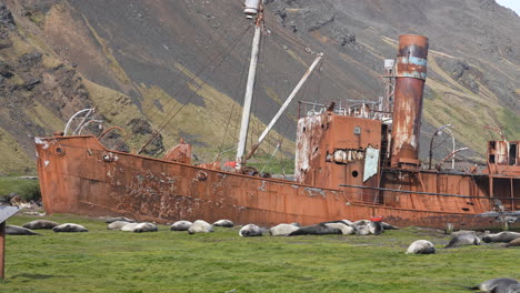 Antarctic-Fur-and-Elephant-Seals-Resting-by-Rustic-Ships-in-Abandoned-Grytviken-Whaling-Station,-South-Georgia-Island