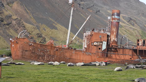 las pieles antárticas y las focas elefantes descansan junto a los barcos rústicos en la abandonada estación ballenera de grytviken, en la isla de georgia del sur.