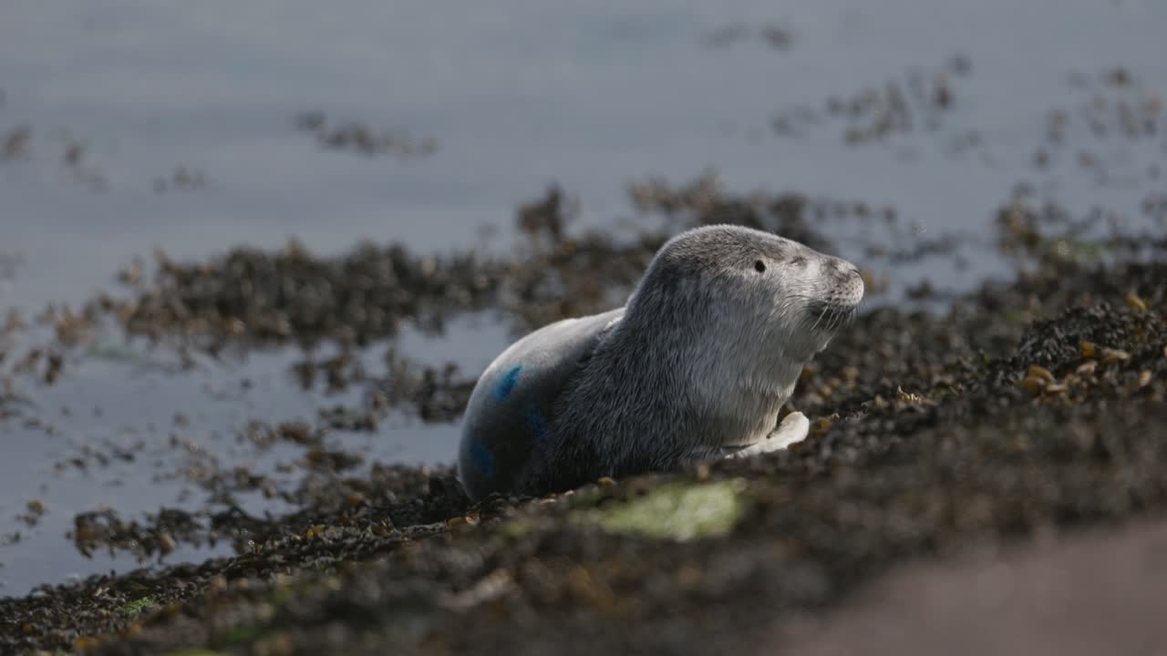 Cute newborn harbor seal pup resting on coastline with calm sea background, tele