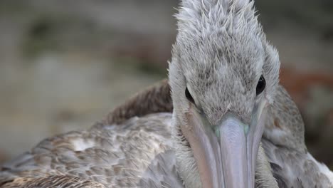 Close-up-pink-backed-Pelican-look