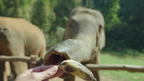 Pov-shot-of-Elephant-using-trunk-to-grab-a-banana,-Slow-motion