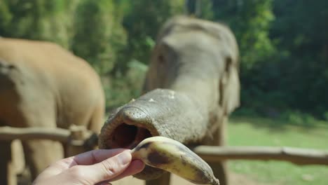 Toma-Pov-De-Elefante-Usando-La-Trompa-Para-Agarrar-Un-Plátano,-Cámara-Lenta