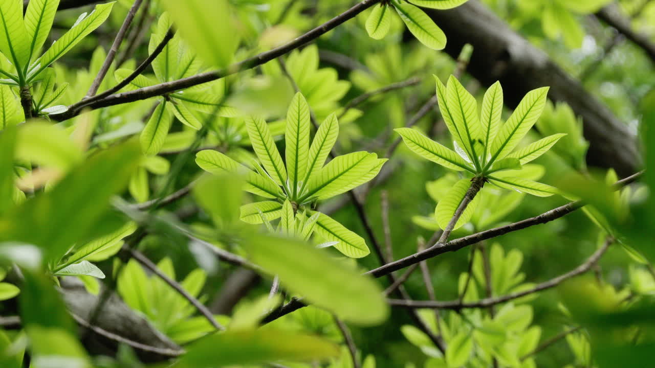 Fresh light green leaves sprouting on tree branches, shining in natural light, symbolizing warmth and environmental health.