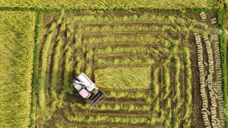 Paddy-is-being-harvested-in-the-field-with-the-help-of-advanced-technology