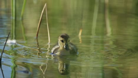 small duck swims in the pond in slow motion cute duckling swim in the lake, learn to get food