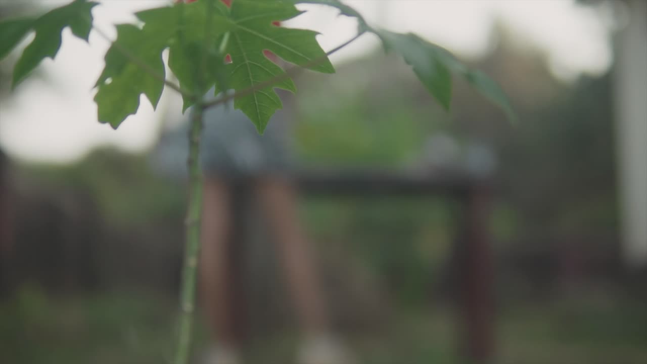 식물의 돌리 샷을 닫습니다.