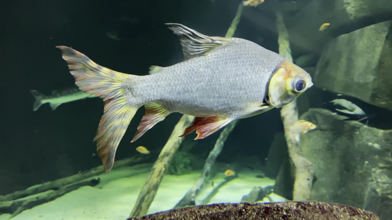 imágenes de primer plano de un pez pequeño en un tanque de agua en el acuario de vida marina mall of america