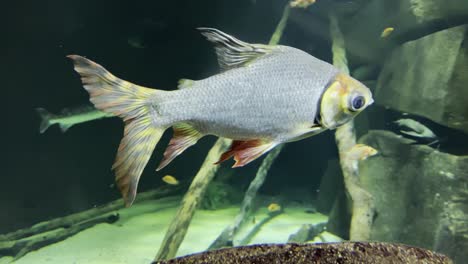 Imágenes-De-Primer-Plano-De-Un-Pez-Pequeño-En-Un-Tanque-De-Agua-En-El-Acuario-De-Vida-Marina-Mall-Of-America