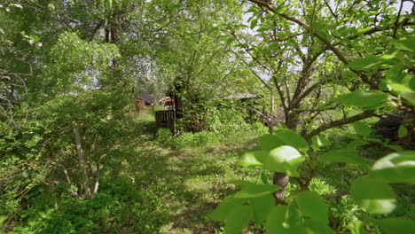 Antigua-Cabaña-Rústica-Cubierta-De-Vegetación-En-La-Naturaleza