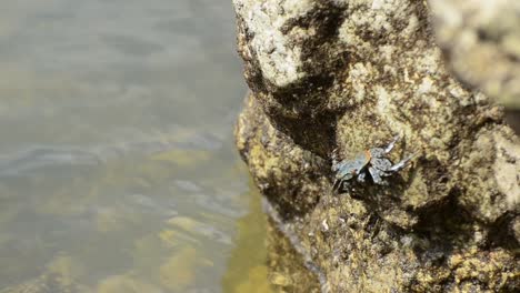 white dotted blue crab with red eyes hanging on to the steep slippery rock on the south pacific shore