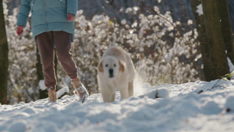 middle aged woman having fun in winter park - throwing snow on her golden retriever dog