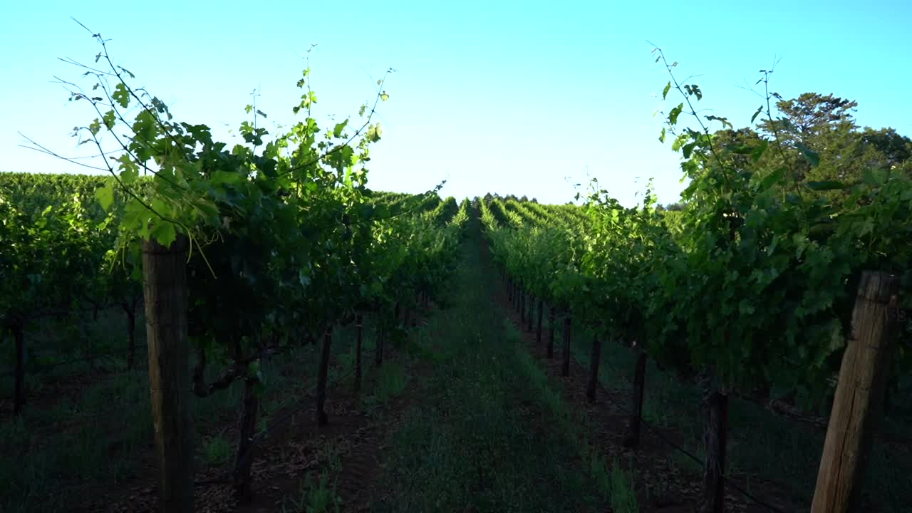 panning forward into green vineyards in sonoma