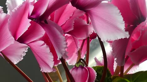 blooming cyclamen. rotating movement. close-up