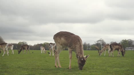 deer and its flock eating grass at phoenix park, dublin, ireland