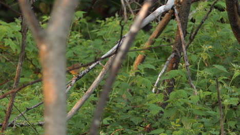 Common-Yellowthroat-is-resting-on-a-tree-branch