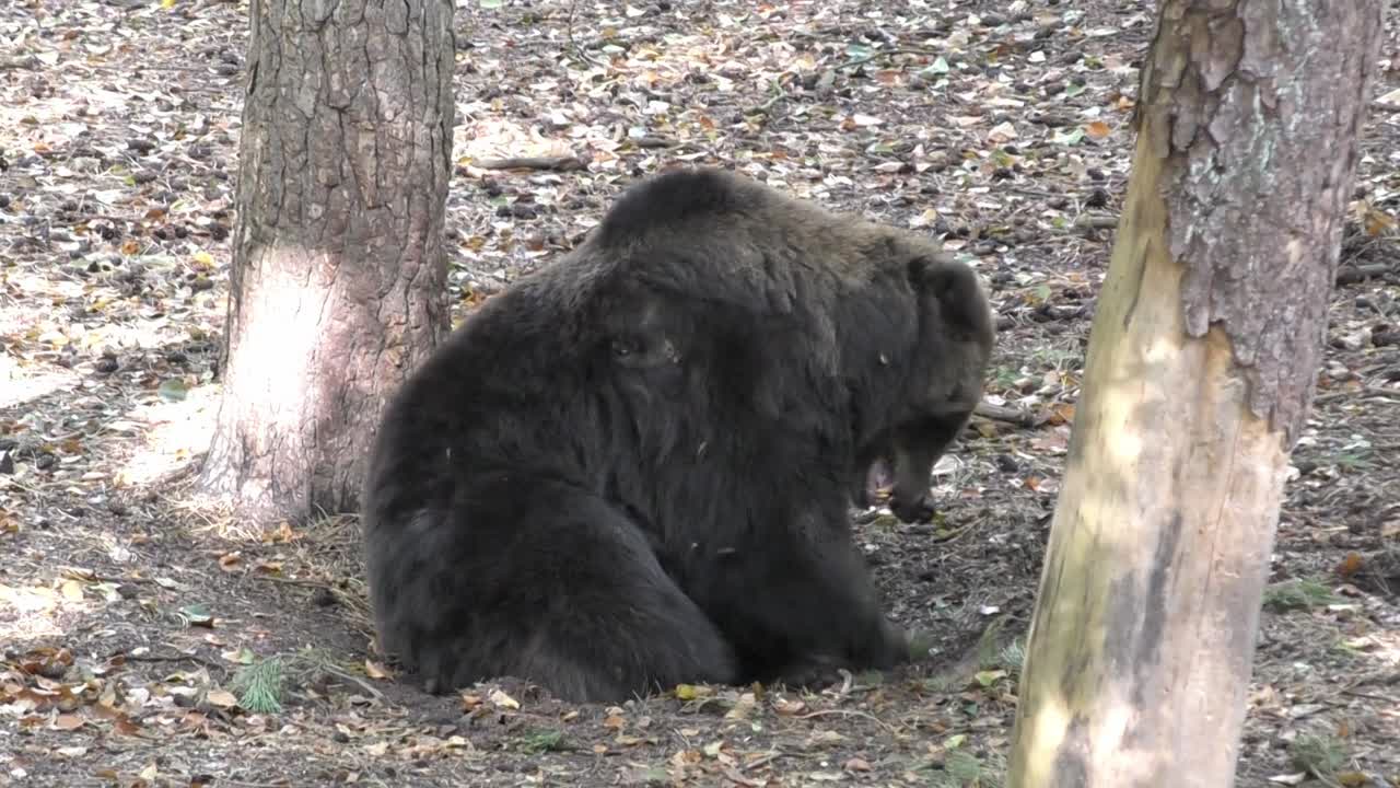 oso grizzly sentado y cavando en el suelo del bosque