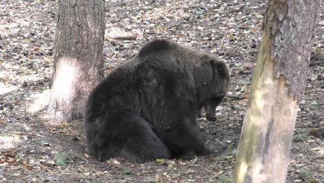 Grizzlybär-Sitzt-Und-Gräbt-Auf-Waldboden