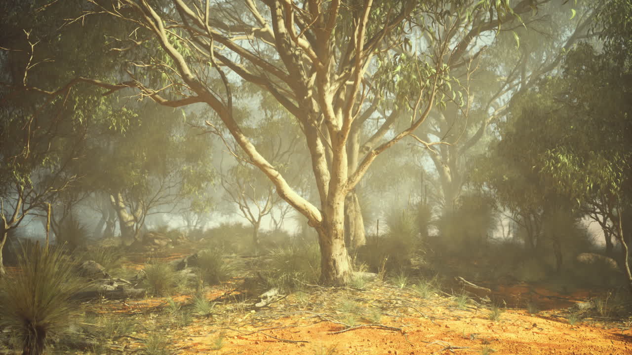 Serene view of a eucalyptus grove during a foggy day in the forest
