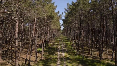 Dron-De-4k-Que-Se-Eleva-Sobre-El-Bosque-De-Pinos-Y-Revela-El-Dosel-De-Los-árboles-Y-El-Cielo-Azul,-60-Fps