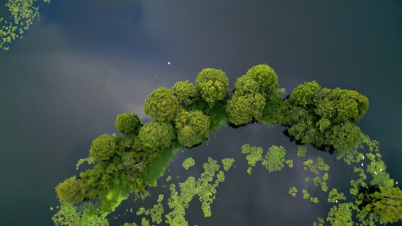 Aerial View Of Yellow Water-lily Floating In Hillsborough River In Temple Terrace, Florida, USA. - overhead shot