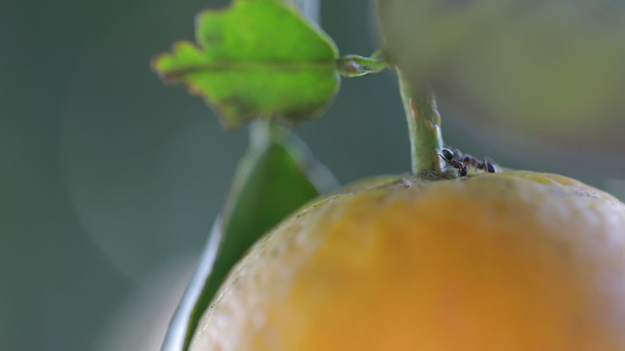 macro shot of ants descending onto an orange