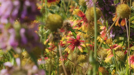 indian blanket and horse mint wildflowers in slow motion, dense spring flowers, slow motion