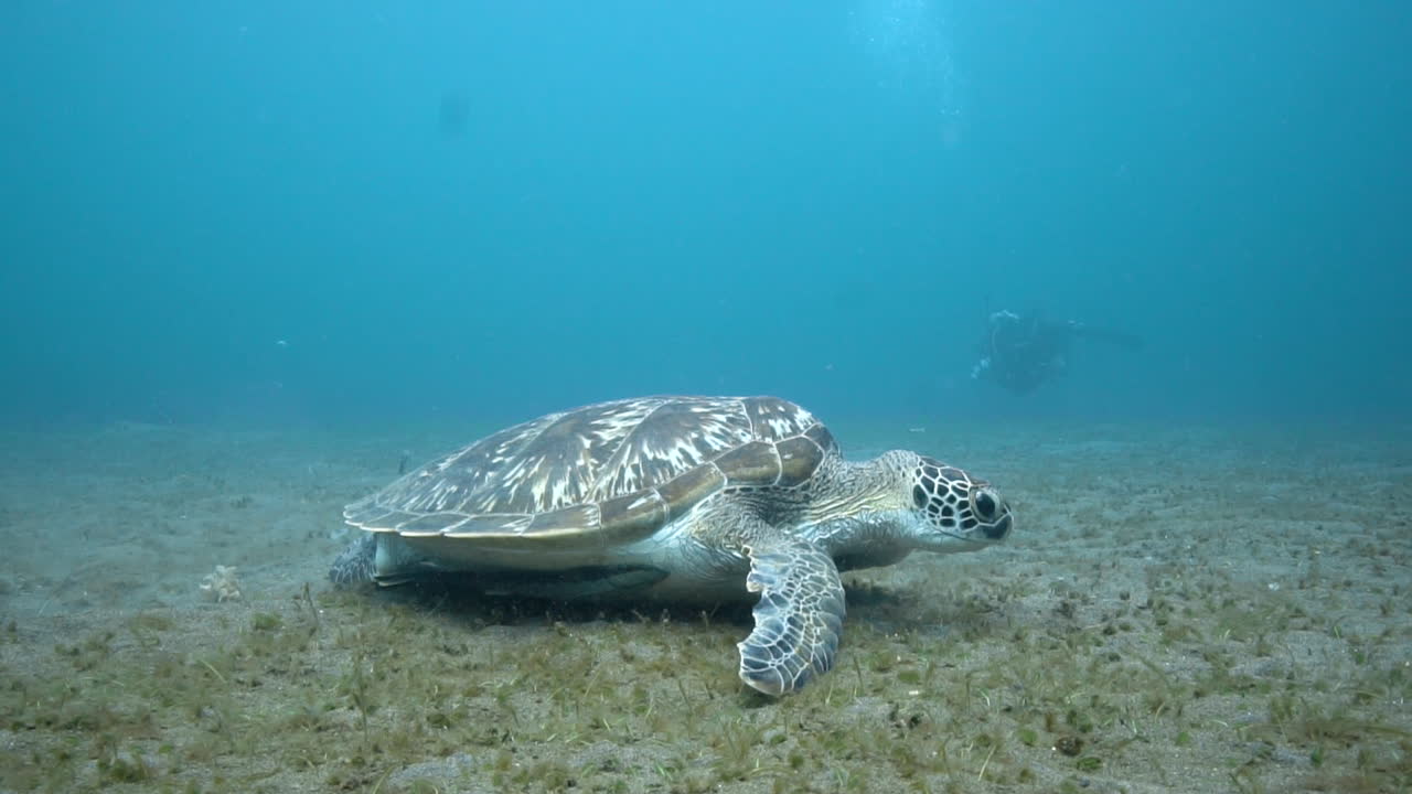 Marine turtle grazing in shallow waters