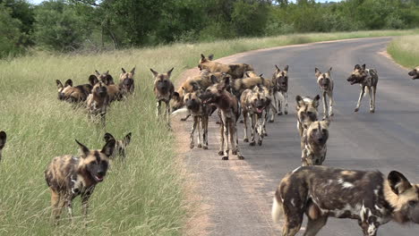 close-up of african wild dogs crossing safari route in game park