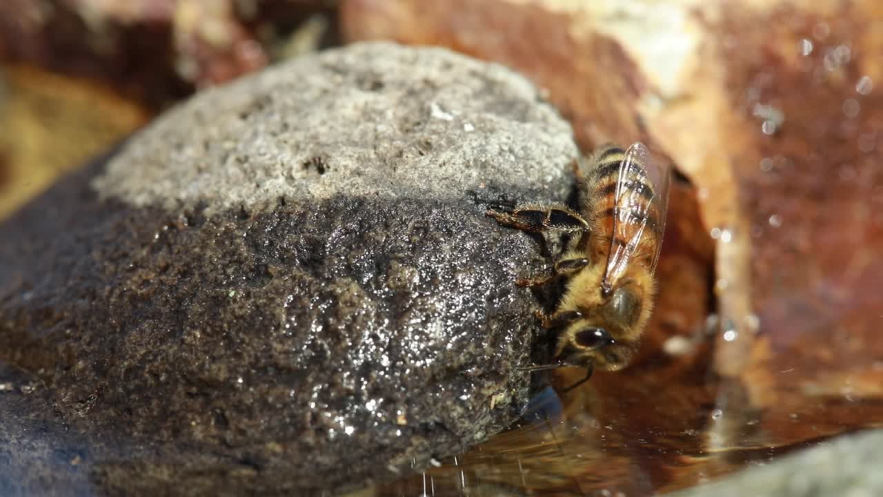 꿀벌은 젖은 바위에 매달려 물을 마신다