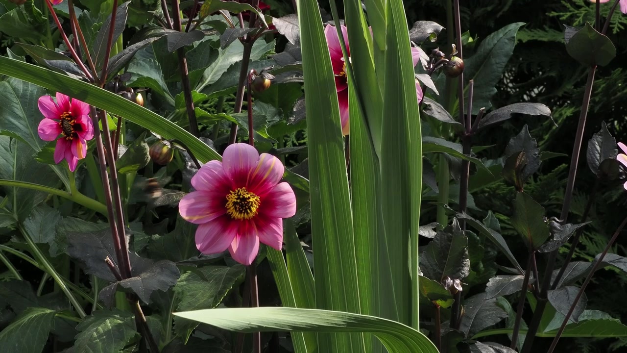 Dalia rosa “Neon” con fogliame scuro ondeggia alla luce del sole mentre un bombo si nutre del fiore centrale, parzialmente oscurato da un'alta foglia verde.