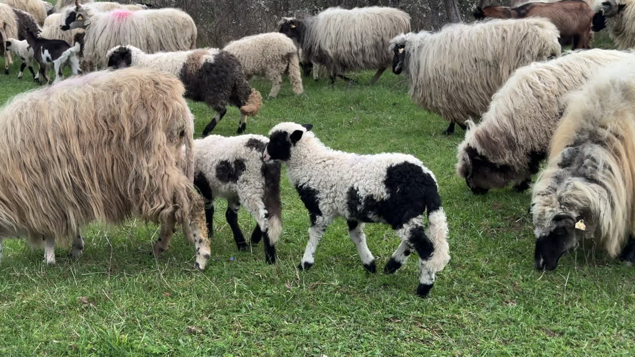 Two cute Lambs with black heart marks walking along side sheep herd in a green open field. cloudy day, slow motion.
