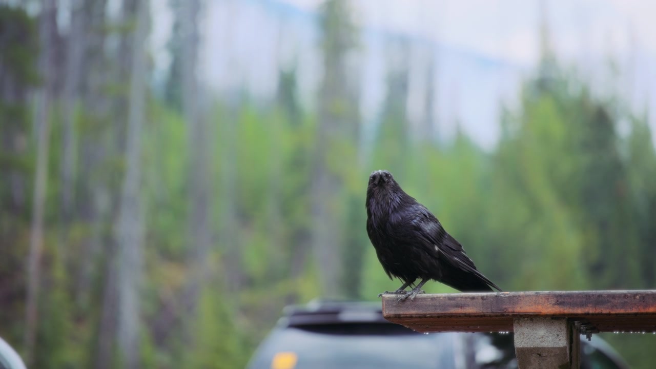 Corvo nero seduto su una panchina di legno nel parco