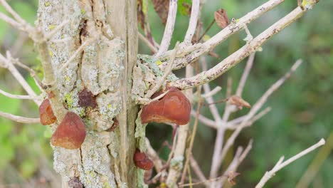 Hongos-Auriculariaceae-Que-Crecen-En-Un-árbol-Muerto.