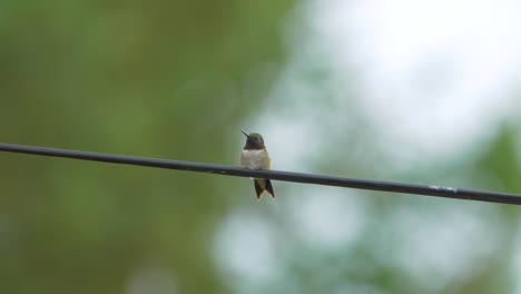 Colibrí-De-Garganta-Rubí-Sentado-Tranquilamente-En-Un-Alambre,-Luego-Se-Sobresalta-Y-Se-Va-Volando