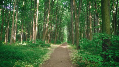 Camino-Relajante-En-La-Selva