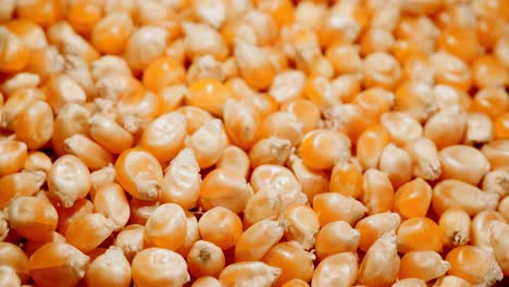 A-big-pile-of-dried-corn-kernels-close-up,-tilting-down-with-black-background-and-studio-lighting