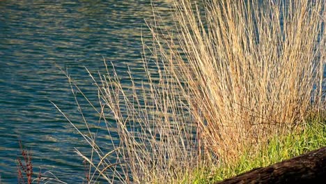 Hierba-Marrón-Larga-En-El-Borde-Del-Agua-En-Un-Día-Soleado