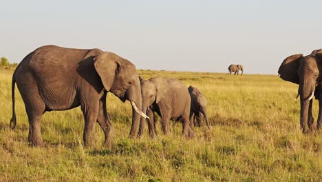 slow motion of herd of elephants in africa, african wildlife safari animals in masai mara national reserve, kenya, baby elephant and mother steadicam tracking panning shot elephants