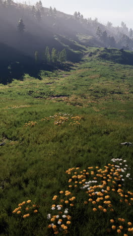 scenic mountain meadow landscape