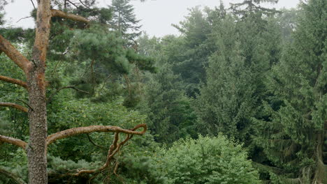 Lapso-De-Tiempo-De-La-Espesa-Niebla-Húmeda-En-El-Bosque-De-Pinos-Y-Abetos-De-Montaña---El-Proceso-Natural-De-Creación-De-Las-Nubes