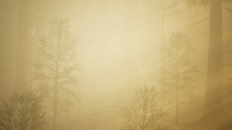 autumn forest and trees in morning fog