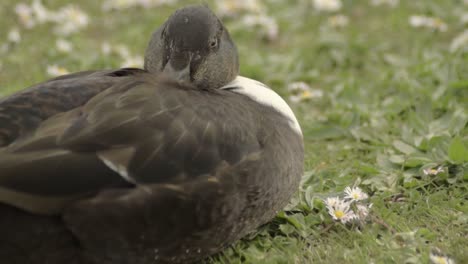 Ente-Ruht-Sich-Aus-Und-Seufzt