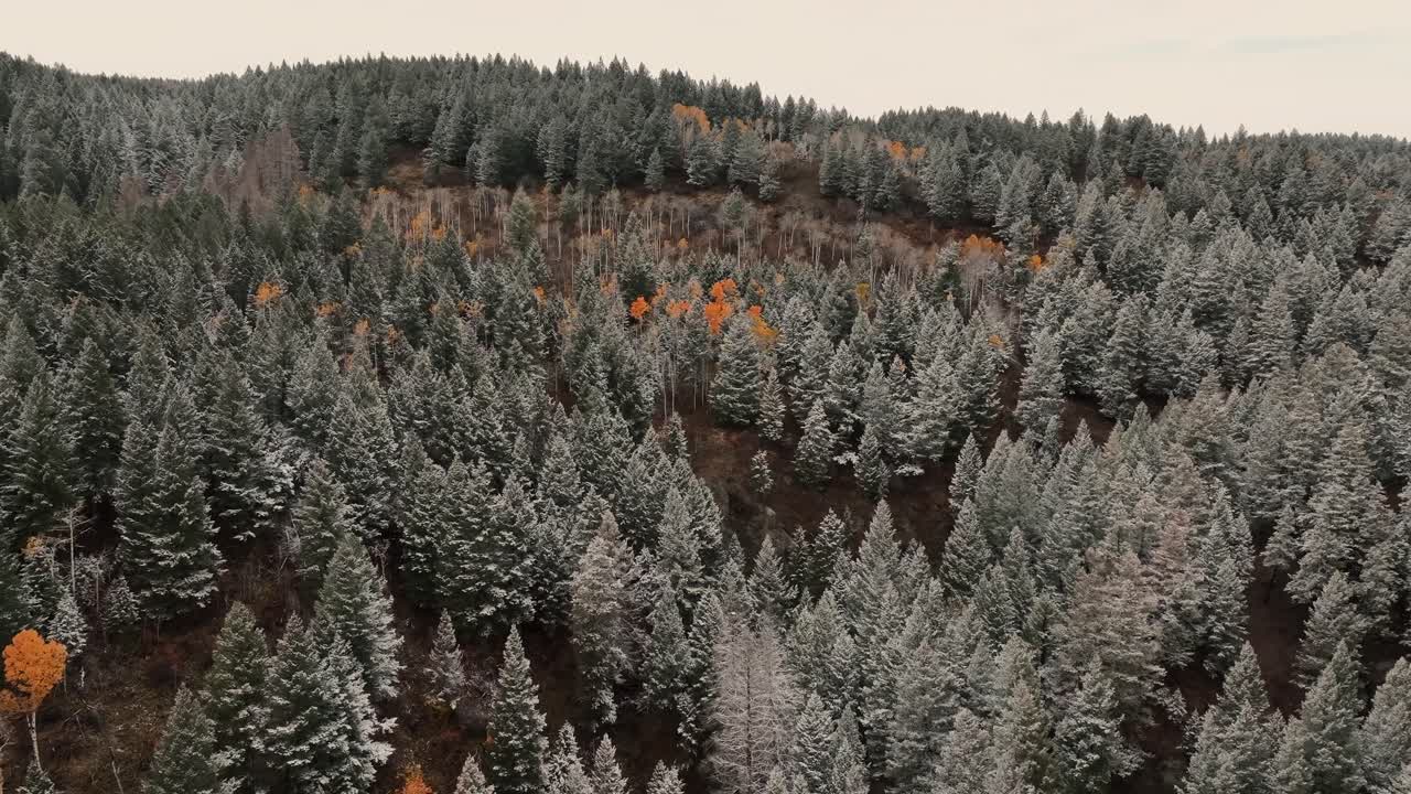 Pine Trees On The Mountains Near Sun Valley, Idaho, USA