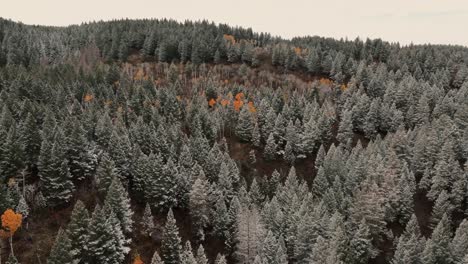 Kiefern-In-Den-Bergen-In-Der-Nähe-Von-Sun-Valley,-Idaho,-Usa