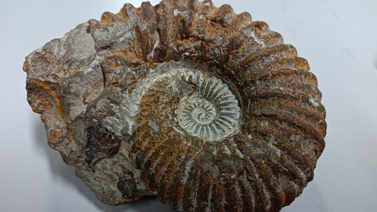 A Rare Fossil Specimen Close Up