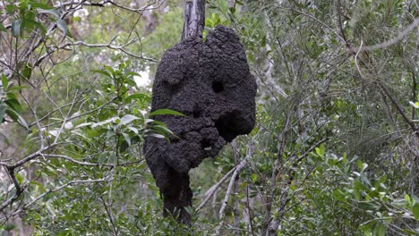 large termite nest hanging from a tree branch